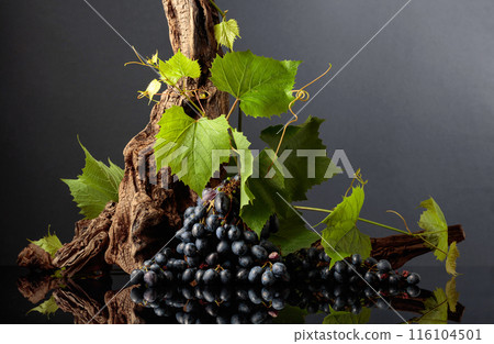 Blue grapes, vine branches, and old snags. Blue grapes, vine branches, and old snags. 116104501