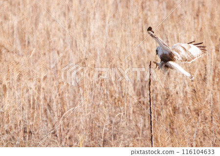 一隻美麗的柯辛禿鷹（科：鷹科）在樹枝上跳躍。  日本群馬縣利根川河床。拍攝於 2024 年 3 月。 116104633