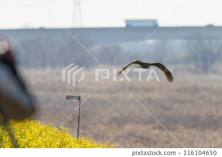 A beautiful black kite (Accipitridae) soaring over a rapeseed field. Photographed in March 2024 on the banks of the Tone River, Gunma Prefecture, Japan. A beautiful black kite (Accipitridae) soaring over a rapeseed field. Photographed in March 2024 on the banks of the Tone River, Gunma Prefecture, Japan. 116104650