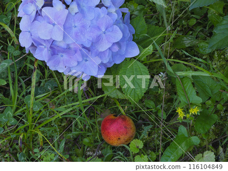 繡球花和李子 繡球花和李子 116104849
