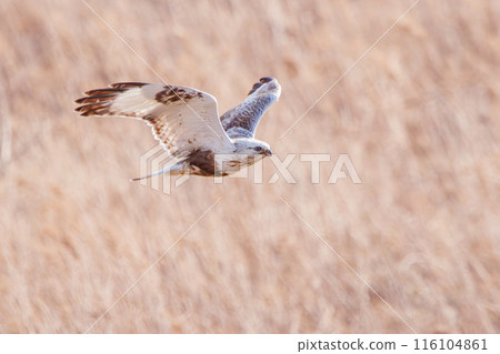 一隻美麗的凱辛禿鷹(鷹科)從蘆葦床上跳出來。 日本群馬縣利根川河床。拍攝於 2024 年 2 月 一隻美麗的凱辛禿鷹(鷹科)從蘆葦床上跳出來。 日本群馬縣利根川河床。拍攝於 2024 年 2 月 116104861