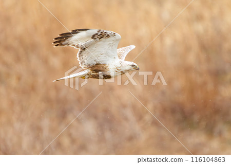A beautiful Rough-legged Hawk (Accipitridae) flies out of a reed bed. On the Tone River riverbed, Gunma Prefecture, Japan. Photographed in February 2024. A beautiful Rough-legged Hawk (Accipitridae) flies out of a reed bed. On the Tone River riverbed, Gunma Prefecture, Japan. Photographed in February 2024. 116104863