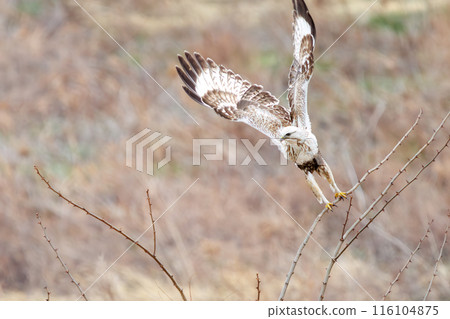 A beautiful Rough-legged Hawk (Accipitridae) flies out of a reed bed. On the Tone River riverbed, Gunma Prefecture, Japan. Photographed in February 2024. A beautiful Rough-legged Hawk (Accipitridae) flies out of a reed bed. On the Tone River riverbed, Gunma Prefecture, Japan. Photographed in February 2024. 116104875