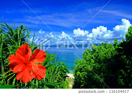 Okinawa's blue sea, blue sky and bright red hibiscus 116104917