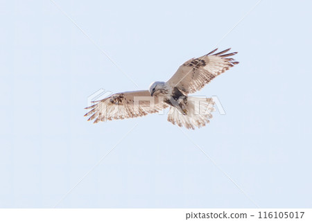 A beautiful Rough-legged Hawk (Accipitridae) in flight. Photographed in February 2024 on the banks of the Tone River, Gunma Prefecture, Japan. A beautiful Rough-legged Hawk (Accipitridae) in flight. Photographed in February 2024 on the banks of the Tone River, Gunma Prefecture, Japan. 116105017