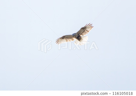 A beautiful Rough-legged Hawk (Accipitridae) in flight. Photographed in February 2024 on the banks of the Tone River, Gunma Prefecture, Japan. 116105018