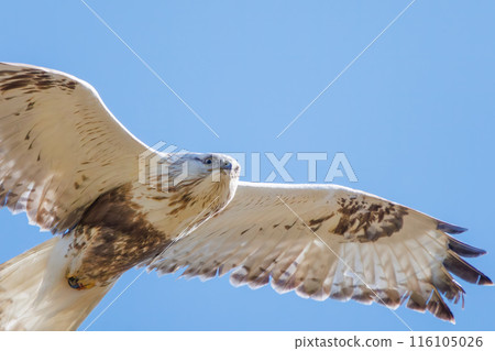 A beautiful Rough-legged Hawk (Accipitridae) in flight. Photographed in February 2024 on the banks of the Tone River, Gunma Prefecture, Japan. A beautiful Rough-legged Hawk (Accipitridae) in flight. Photographed in February 2024 on the banks of the Tone River, Gunma Prefecture, Japan. 116105026