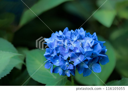 Hydrangeas blooming in vibrant colors under the rainy season sky Hydrangeas blooming in vibrant colors under the rainy season sky 116105055