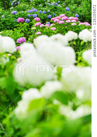 hydrangea hydrangea 116105072