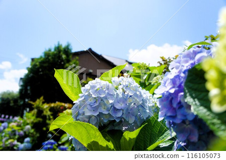 Blue sky and hydrangea Blue sky and hydrangea 116105073