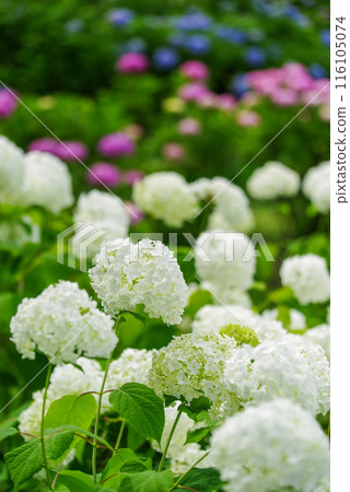 hydrangea hydrangea 116105074