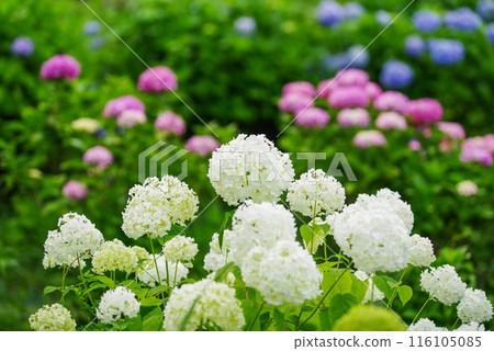 hydrangea hydrangea 116105085