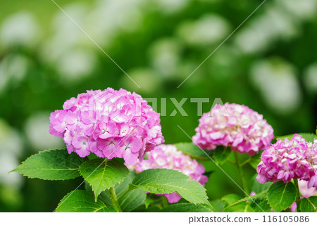 hydrangea hydrangea 116105086