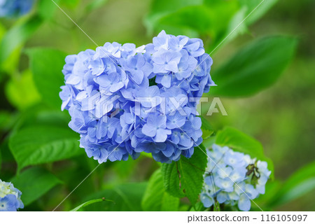 繡球 116105097