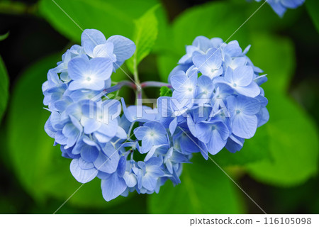 hydrangea   116105098
