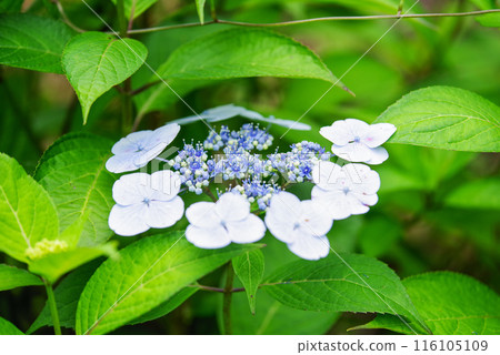 hydrangea hydrangea 116105109
