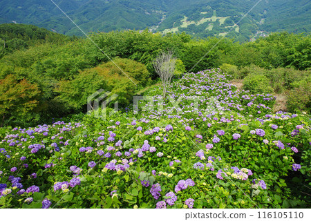 美野山公園 天空的繡球花 116105110