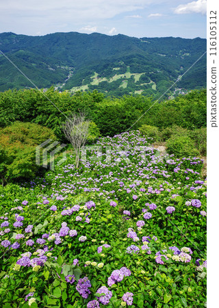 Minoyama Park: Hydrangeas in the Sky Minoyama Park: Hydrangeas in the Sky 116105112