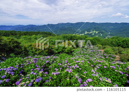 Minoyama Park: Hydrangeas in the Sky 116105115