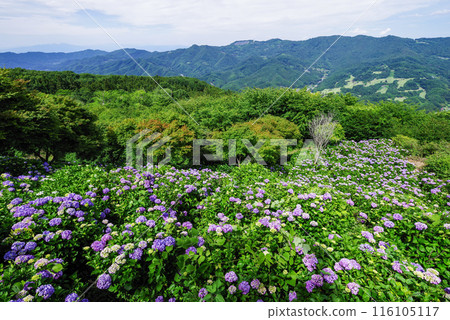 Minoyama Park: Hydrangeas in the Sky Minoyama Park: Hydrangeas in the Sky 116105117