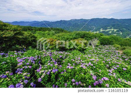 Minoyama Park: Hydrangeas in the Sky 116105119