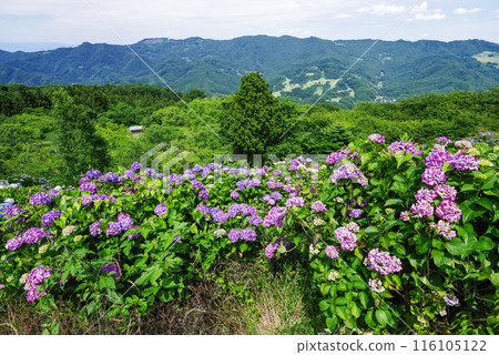 美野山公園 天空的繡球花 美野山公園 天空的繡球花 116105122