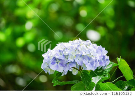 繡球 繡球 116105123