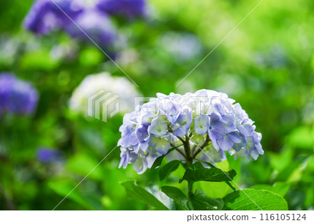 hydrangea   116105124