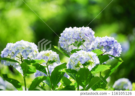 繡球 繡球 116105126