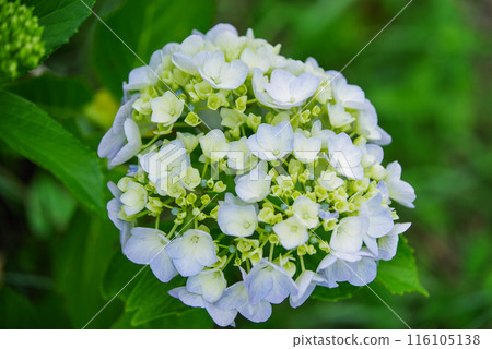 繡球 116105138