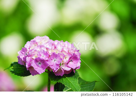 hydrangea   116105142