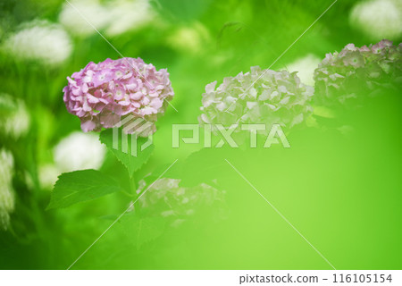 hydrangea   116105154