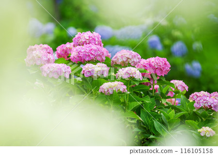 hydrangea   116105158