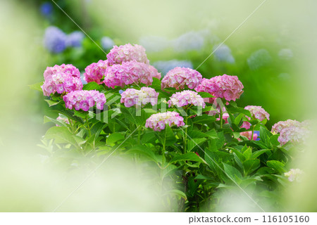 hydrangea   116105160