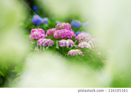 hydrangea hydrangea 116105161