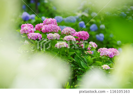 hydrangea hydrangea 116105163