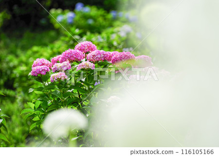 hydrangea hydrangea 116105166
