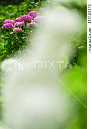 繡球 繡球 116105168