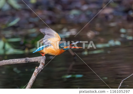 A cute kingfisher (Alcedinidae) diving into the water to catch food at Koishikawa Botanical Garden, Bunkyo-ku, Tokyo, Japan. 116105297