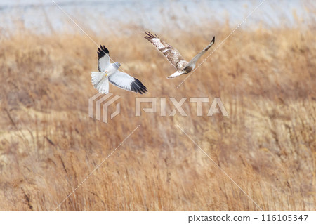 A beautiful Rough-legged Hawk (Accipitridae) fighting a Grey-streaked Harrier in flight on the Tone River riverbed, Gunma Prefecture, Japan. 116105347