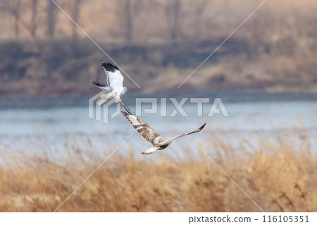一隻美麗的鷹翅鷹（鷹科）在飛行中與一隻灰鷹戰鬥。  日本群馬縣利根川河床。 116105351