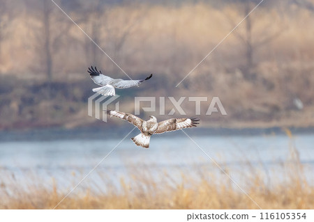 一隻美麗的鷹翅鷹（鷹科）在飛行中與一隻灰鷹戰鬥。  日本群馬縣利根川河床。 116105354