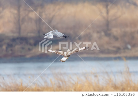 一隻美麗的鷹翅鷹(鷹科)在飛行中與一隻灰鷹戰鬥。 日本群馬縣利根川河床。 一隻美麗的鷹翅鷹(鷹科)在飛行中與一隻灰鷹戰鬥。 日本群馬縣利根川河床。 116105356