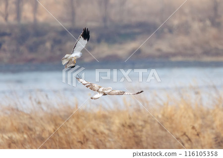 一隻美麗的鷹翅鷹(鷹科)在飛行中與一隻灰鷹戰鬥。 日本群馬縣利根川河床。 一隻美麗的鷹翅鷹(鷹科)在飛行中與一隻灰鷹戰鬥。 日本群馬縣利根川河床。 116105358