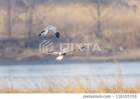 一隻美麗的鷹翅鷹（鷹科）在飛行中與一隻灰鷹戰鬥。  日本群馬縣利根川河床。 116105359
