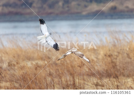 一隻美麗的鷹翅鷹（鷹科）在飛行中與一隻灰鷹戰鬥。  日本群馬縣利根川河床。 116105361