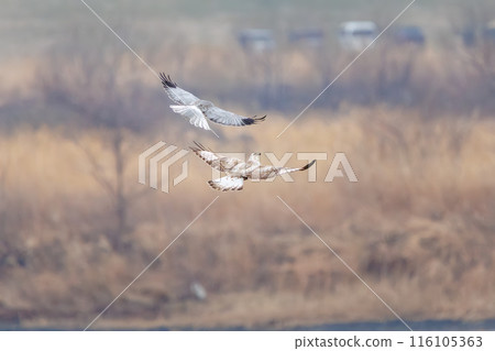 一隻美麗的鷹翅鷹（鷹科）在飛行中與一隻灰鷹戰鬥。  日本群馬縣利根川河床。 116105363