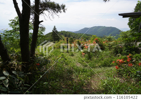 五味池哈風高原自然公園蓮華杜鵑東屋附近 2024 年 6 月 15 日 五味池哈風高原自然公園蓮華杜鵑東屋附近 2024 年 6 月 15 日 116105422