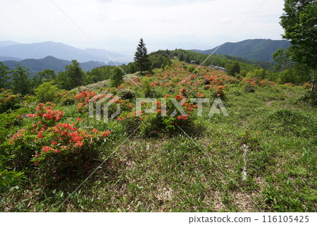 Renge azalea at Gomiike Hafu Kogen Nature Park, looking towards the trailhead from near the gazebo, June 15, 2024 Renge azalea at Gomiike Hafu Kogen Nature Park, looking towards the trailhead from near the gazebo, June 15, 2024 116105425