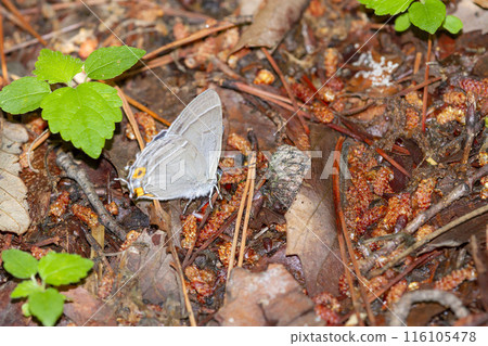 巨大的綠色蛤 116105478